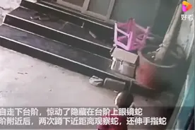 广东两岁男童与眼镜蛇对峙一分钟，奶奶发现后及时拽离图片