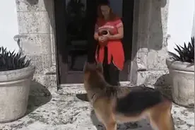 美国一豪宅被挂牌出售！主人居然是一条牧羊犬？图片