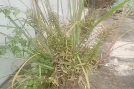 又发现“一枝黄花”！成都市森防站：量虽少已及时处理，市民发现可拨打这个电话图片