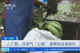 拼速度！广西冷空气“上线”，香蕉怕冷采收忙图片