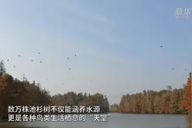 大美池杉湖 迎来候鸟季视频封面