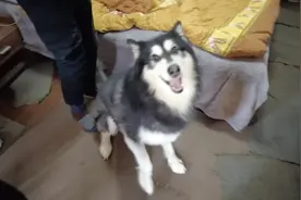 租客两只宠物犬半夜狂吠引发投诉 一查狗证竟过期图片