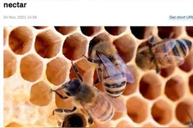 美科学家惊奇发现“秃鹫蜜蜂”：它们开始吃肉图片