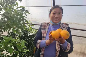 一棵树结出两样果，热带水果落户武汉，反季节采摘农户出新招图片