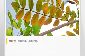 湖湘自然历丨五倍子，是盐肤木的果实吗？图片