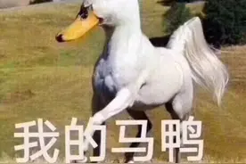 3812只！两鸭群混在一起，怎样分开？网友：这道题太难了图片