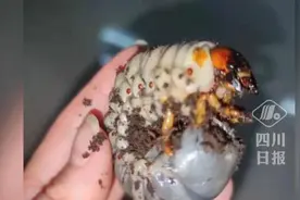 “中国最大甲虫”现身青城山，专家：生物多样性保护见到成效视频封面
