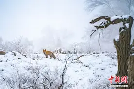 新疆博湖：雪域里的快乐“精灵”图片