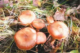 随风飘来榛蘑香图片