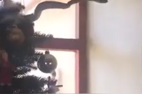 1米2长毒蛇藏身圣诞树，被猫发现才引来主人关注图片