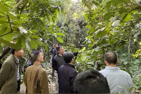 全省第一！惠州选育的紫玉盘柯（风流果）新品种通过鉴定图片