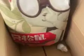 三只松鼠零食箱里出现仓鼠？官方回应了图片