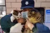 成都小区保安自费5万余元照顾流浪猫：看病、做绝育、搭窝图片