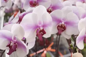我拍我的幸福生活｜平原花农杨淑秋精心呵护的蝴蝶兰热销：和女儿出嫁一样高兴图片