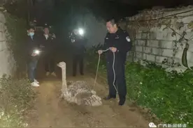 还记得这几天满街跑的“大长腿”吗？后续来了：还有近20只没找到图片