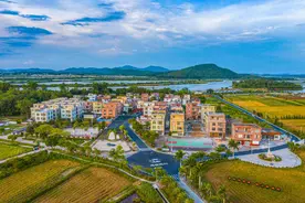 阳江市委书记冯玲：奋力绘就乡村全面振兴新画卷图片