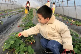 河南尉氏县草莓大棚映出红红火火“莓”好生活图片
