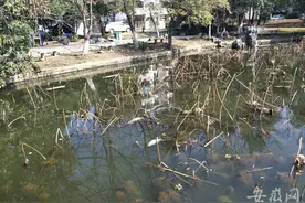 琥珀山庄中心湖改造治理完工后水质如何？记者实地探访图片