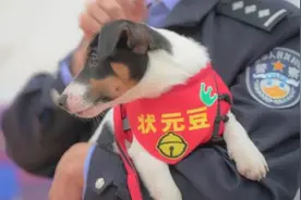 下半年，奶凶上线图片