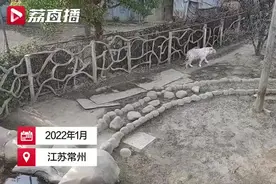 常州一动物园母白虎“越狱”到东北虎场馆找对象 网友：虎年不做单身虎视频封面