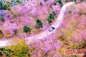 赏樱正当时！云霄白石村樱花唯美绽放图片