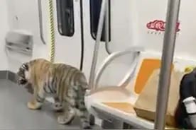 地铁上现“猛虎”？！目击者：它主人还骑上去了图片