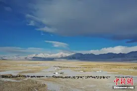 西藏藏北雪山下 牧人的“天堂草原”图片