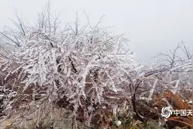 湖南湘西花垣县出现冻雨天气 树枝挂满冰凌图片