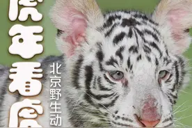 新闻8点见丨游客打卡动物园 虎年看虎吸“福气”图片