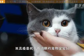 想带萌宠坐火车回家过年？这些事你需要知道图片