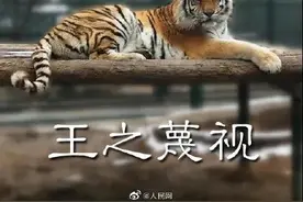 叮！虎年土味表情包上线图片