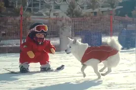 冬奥开幕式陪小主人滑雪的狗狗 背后也有个暖心故事视频封面