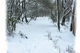 雪天，去山里走走图片