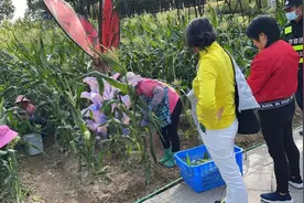 深圳市民中心花田变身玉米地下月可采收，将推更多应季农作物图片