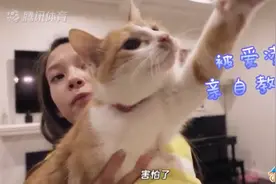 谷爱凌自曝家里的小猫是从路边捡的 网友：“猫生赢家”无疑了图片