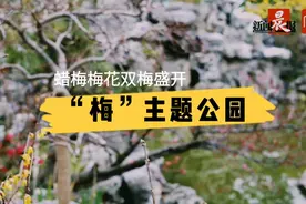 上海隐藏着两家“梅”主题公园，如今双梅盛开图片