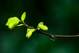 夜读丨雨水：等一场春雨，与美好相遇图片