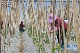 组图丨福建泉港：春雨时节农耕忙图片