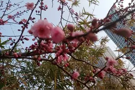 青未了｜春天的早晨图片