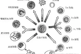 造血干细胞：干细胞研究的典范图片