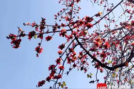 花开四川 | 一座城市因为攀枝花而得名 市树PK差点输给芒果图片