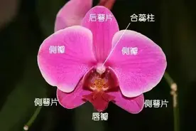 悠悠兰草香，谦谦君子心丨花花万物图片