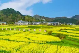 终于放晴！你一定需要这份播州赏花攻略！图片