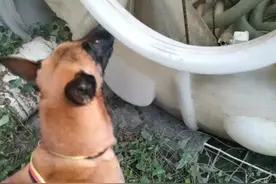 电缆被盗？警犬出动！贵阳警方5小时快速破获盗窃案图片