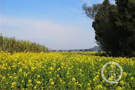 赏花经济①丨春暖花开 重庆各种主题花节带动赏花一日游图片