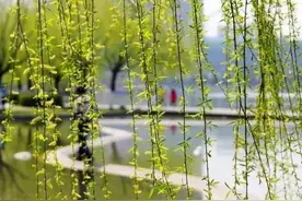 早春多风多湿 两款食疗方滋养脾胃图片