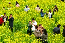 温州瑞安：油菜花海美景带来好“钱景”图片