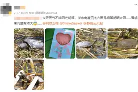 昆明翠湖惊现长相奇特的外来物种图片