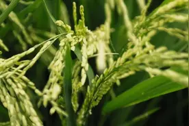 瑰丽神奇的“那”是什么？图片