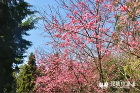 云南野生动物园新成员连连降生 邀游客齐参与“樱花动物森友会”图片
